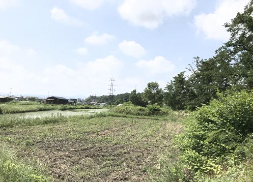 おばあさんの畑