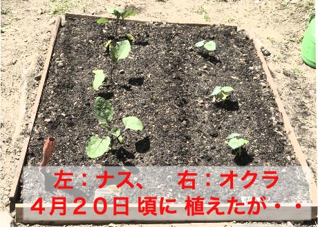 ４月２２日オクラ
