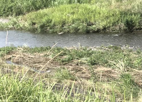 なぎ倒されて