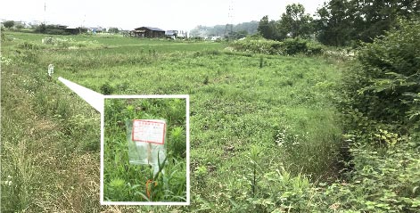 おばあさんの畑