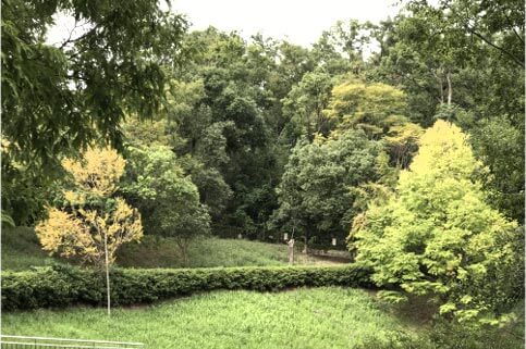 上の池・木々も