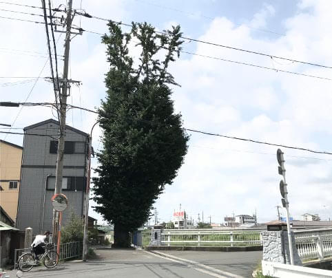 トトロの木１