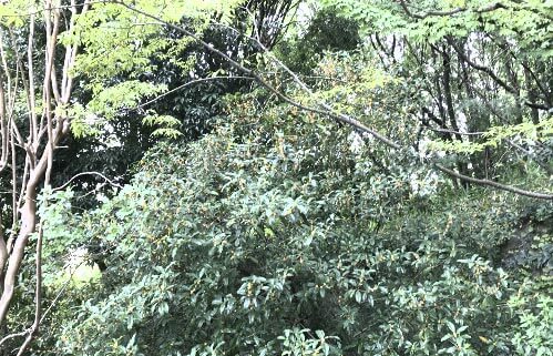 阿武山・金木犀