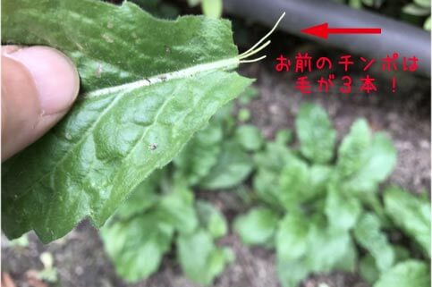 上の池・名も知らぬ草2