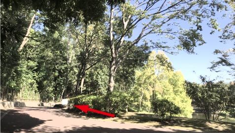 スズメバチ２