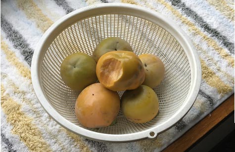 柿の実