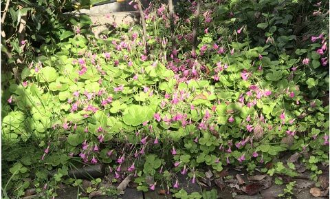 ムラサキタカバミ