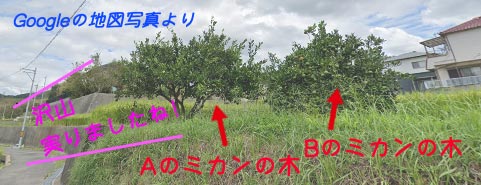みかんの木１