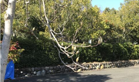 この蕾は白木蓮か拳か