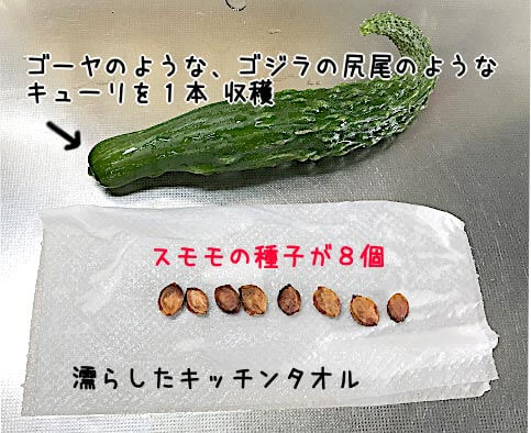 種子