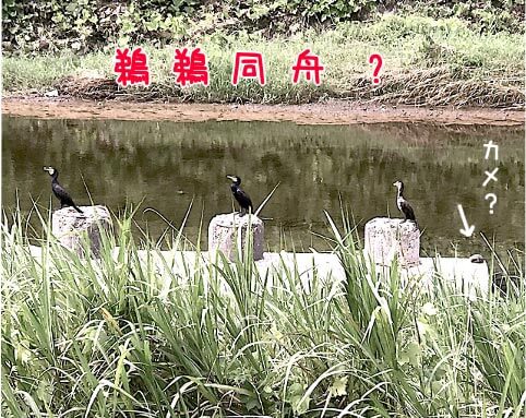 鵜鵜同舟