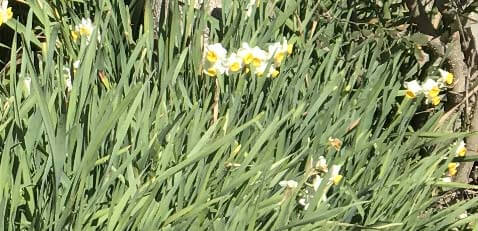 水仙の花