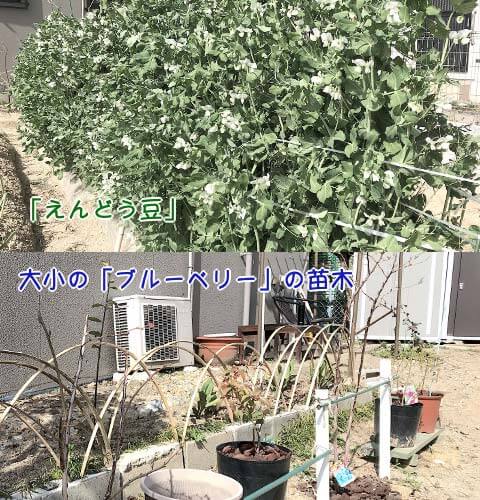 えんどう豆・ブルーベリー