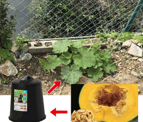 コンポストかぼちゃ