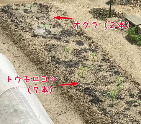 オクラ・トウモロコシ