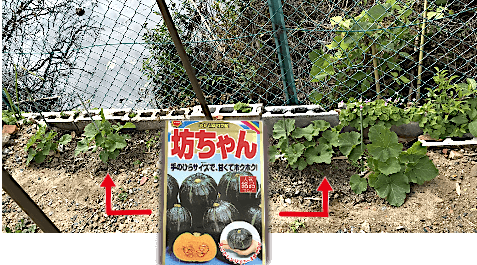 坊っちゃんかぼちゃ