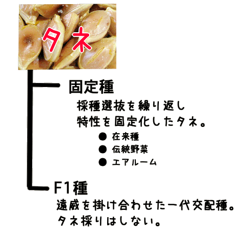 タネの種類