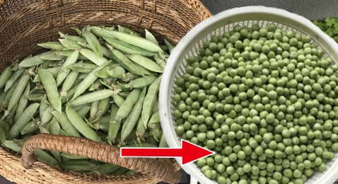 エンドウ豆２:2021.5