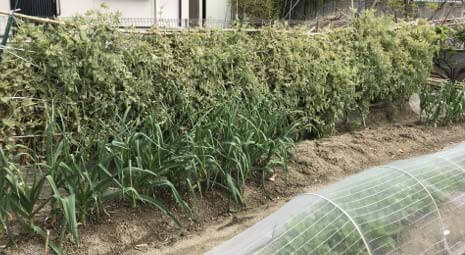 エンドウ豆１:2021.5