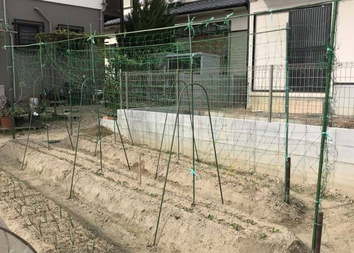 えんどう豆の芽が出た２１日２