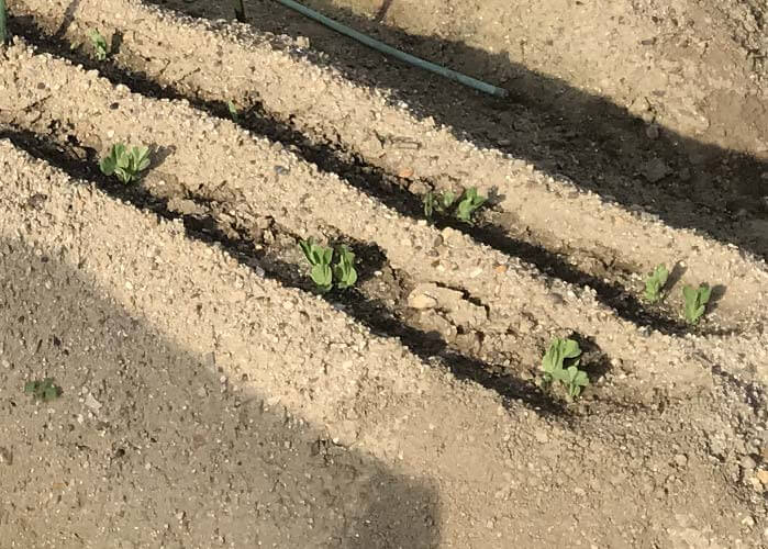 えんどう豆の芽が出た１