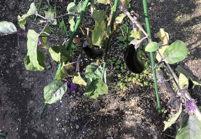 秋ナスの根元に