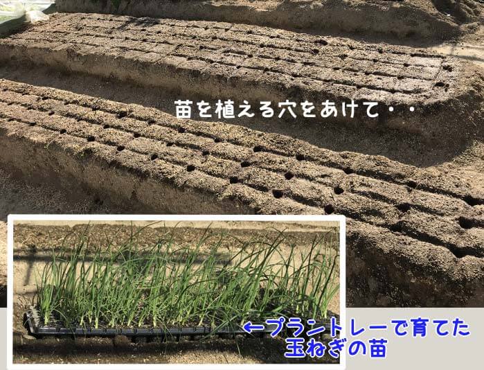 玉ねぎの苗
