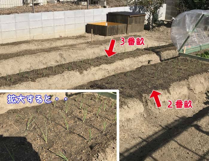 玉ねぎの苗２