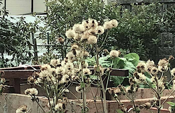 石蕗のわたぼうし