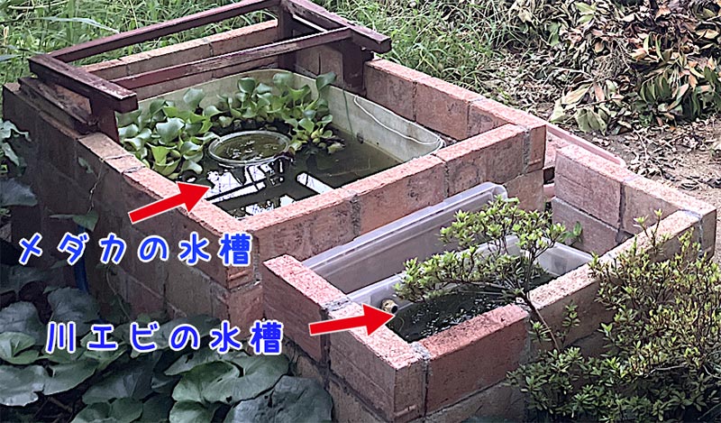 メダカと川エビの水槽