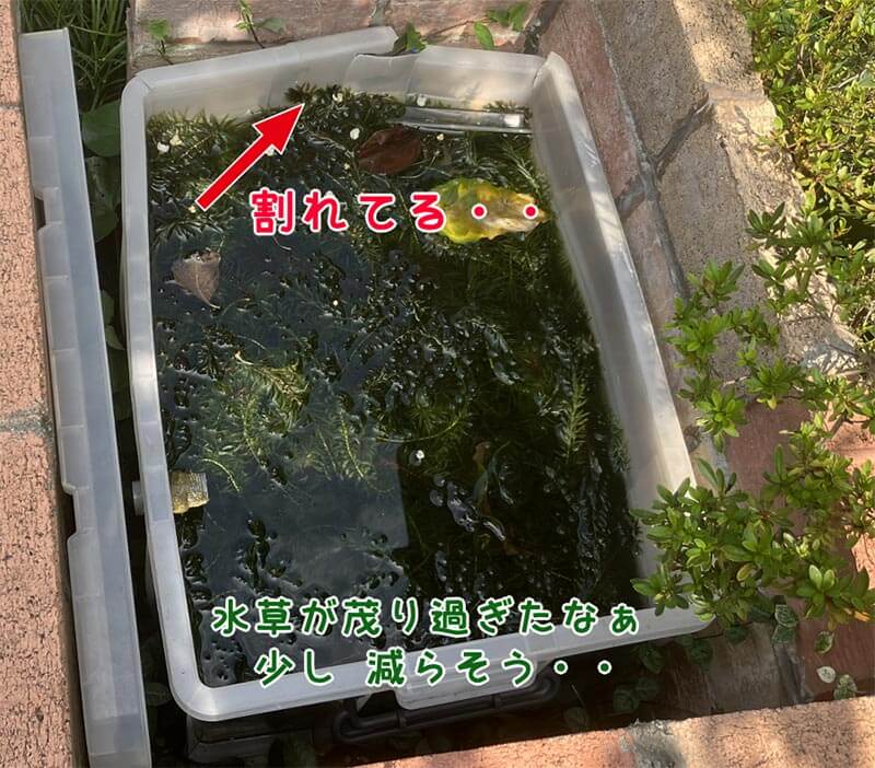 割れた水槽