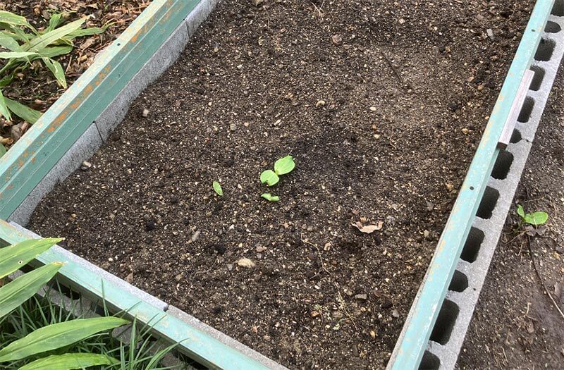 カボチャのタネ