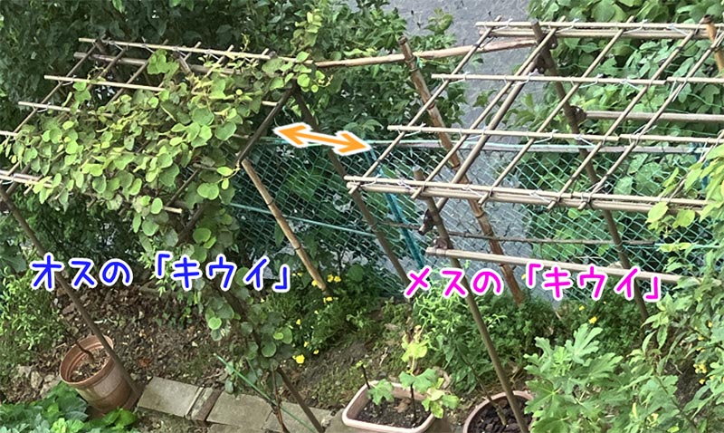キウイの棚０