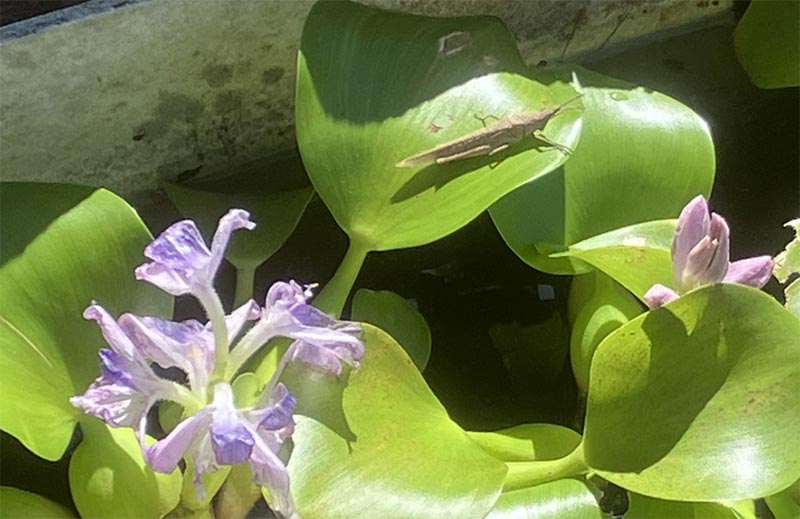 ホテイ草にバッタ