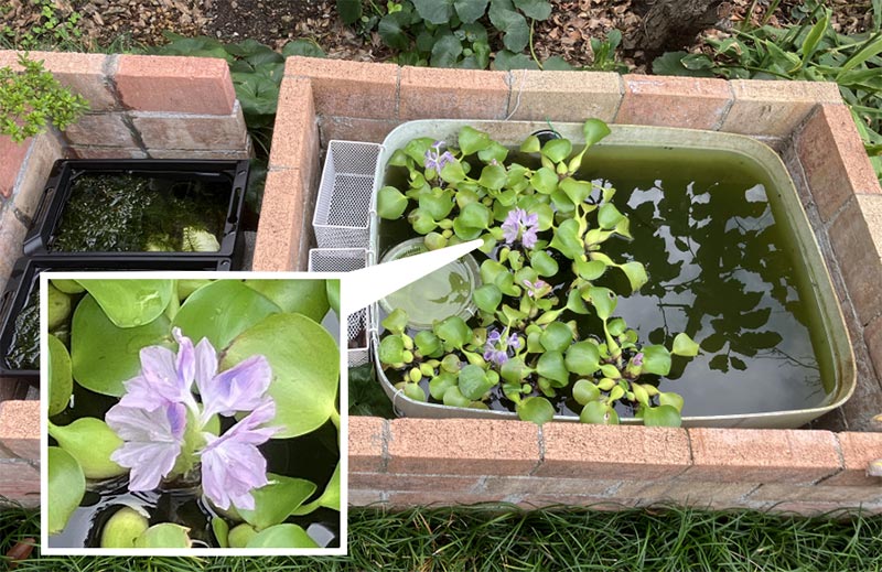 ホテイ草に花が１