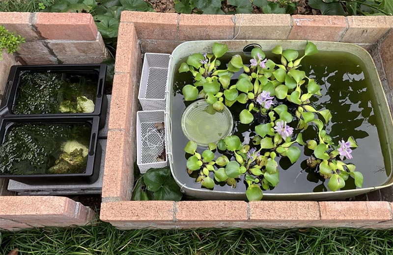 ホテイ草に花が２