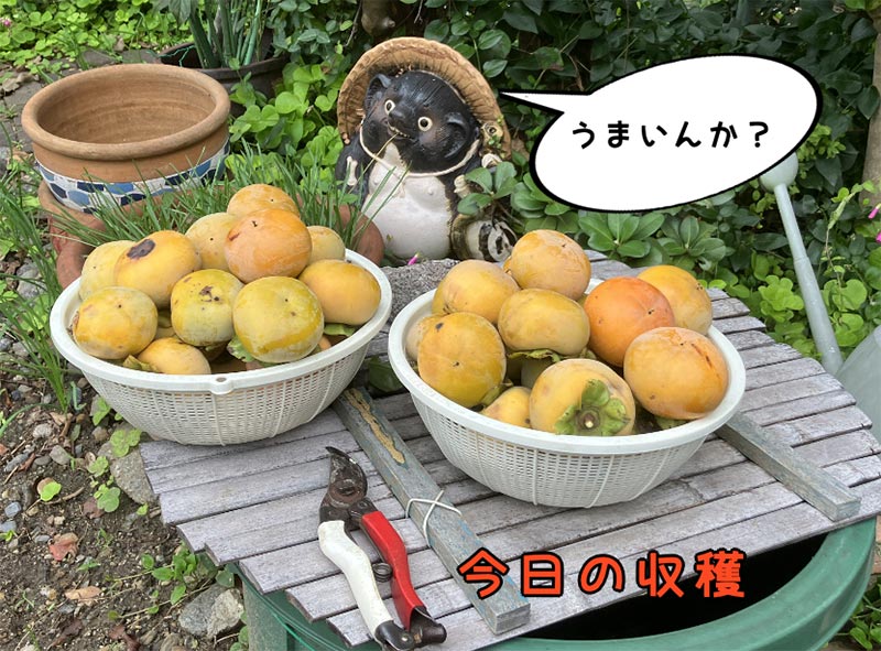 今日の収穫