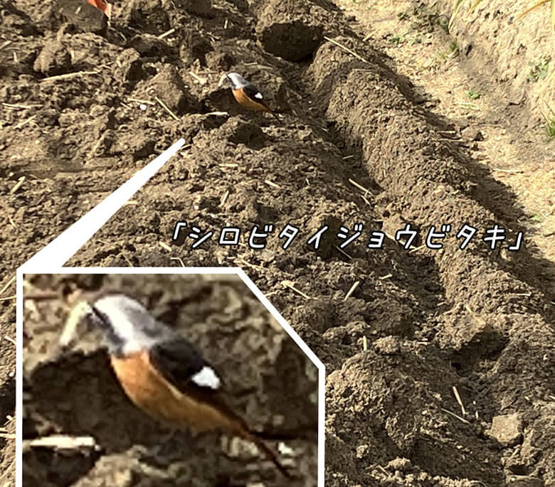 シロビタイジョウビタキ