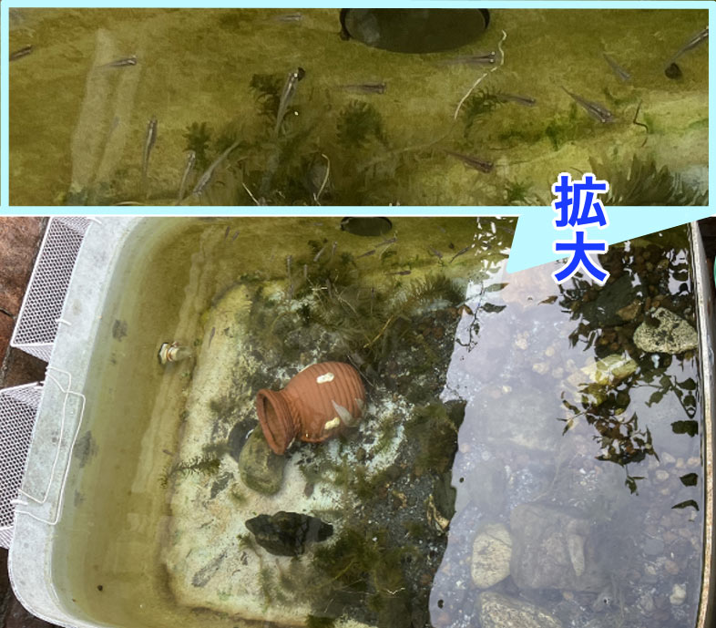 きれいになった水槽