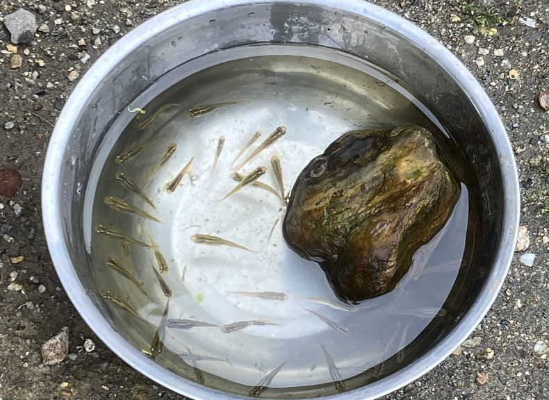 一時退避のメダカ