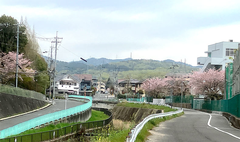 中学校の桜