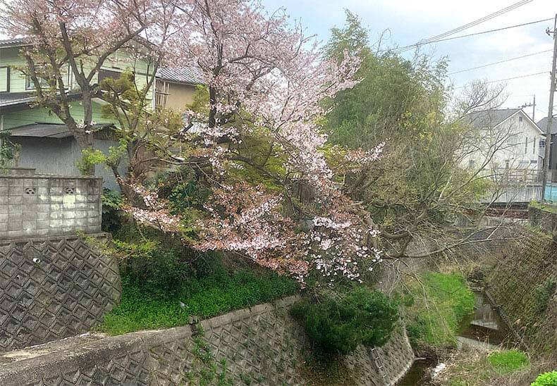 女瀬川沿いに咲く桜