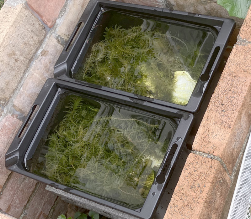 小エビの水槽も