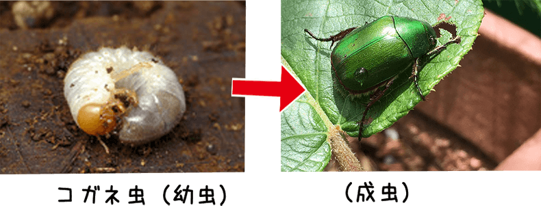 幼虫・成虫