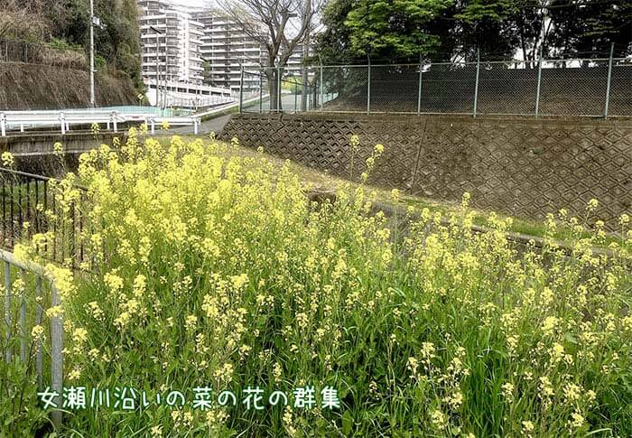 菜の花の群集