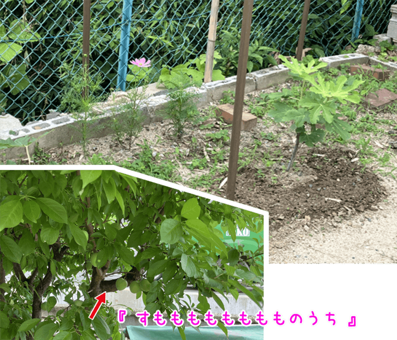 こすもす・すもも