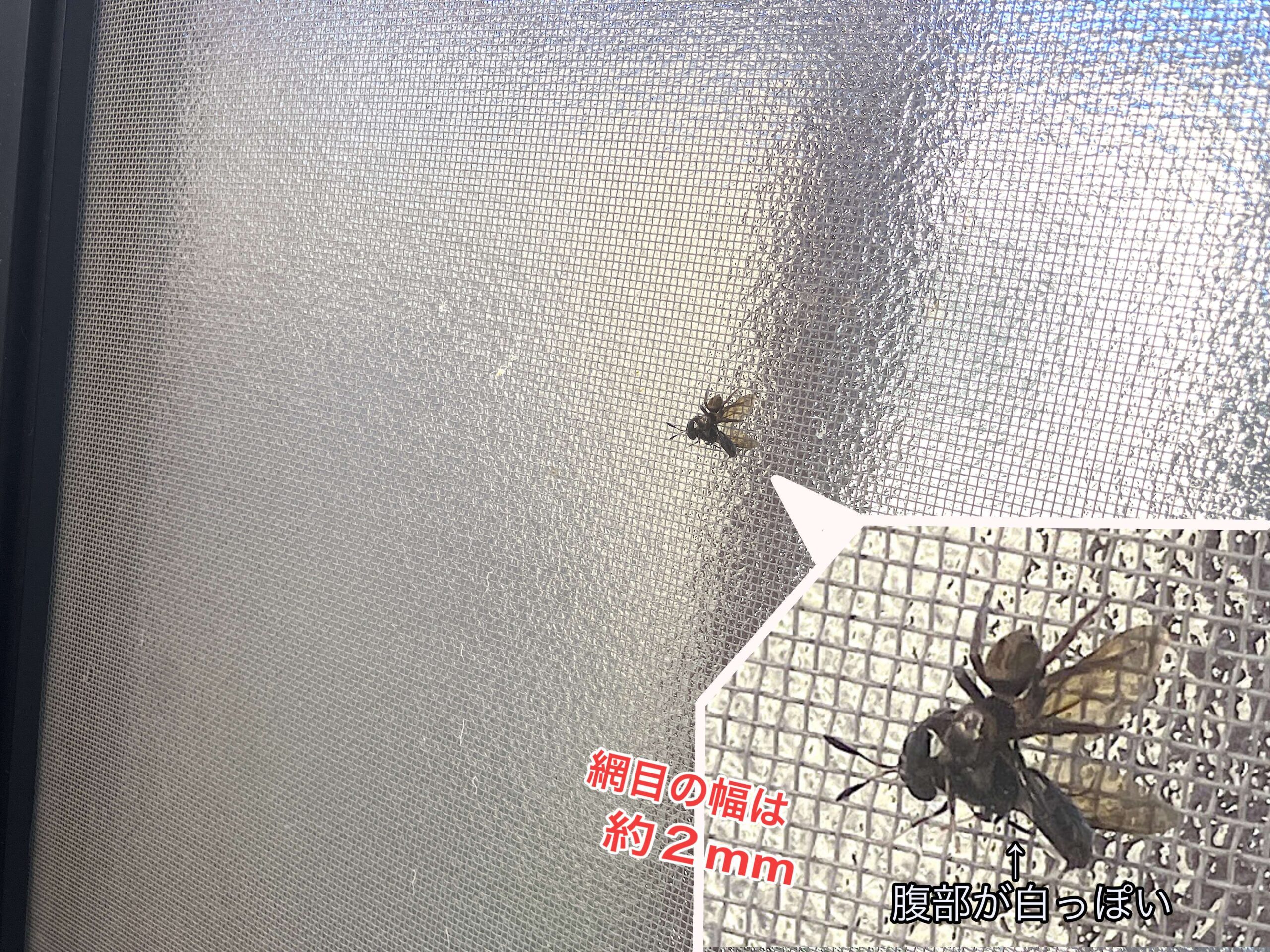 網戸 に 虫